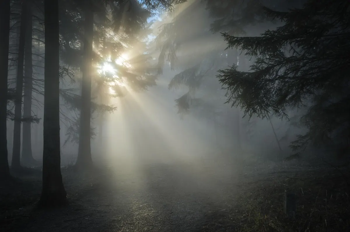 Photographing Misty Woodlands: Camera Settings for Soft, Layered Light